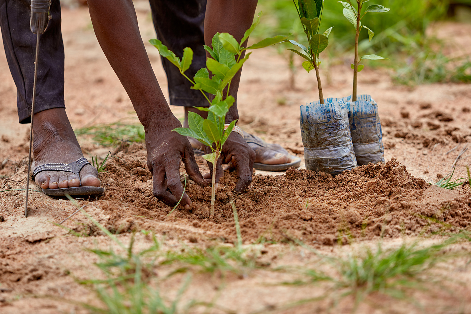 Planting a young tree