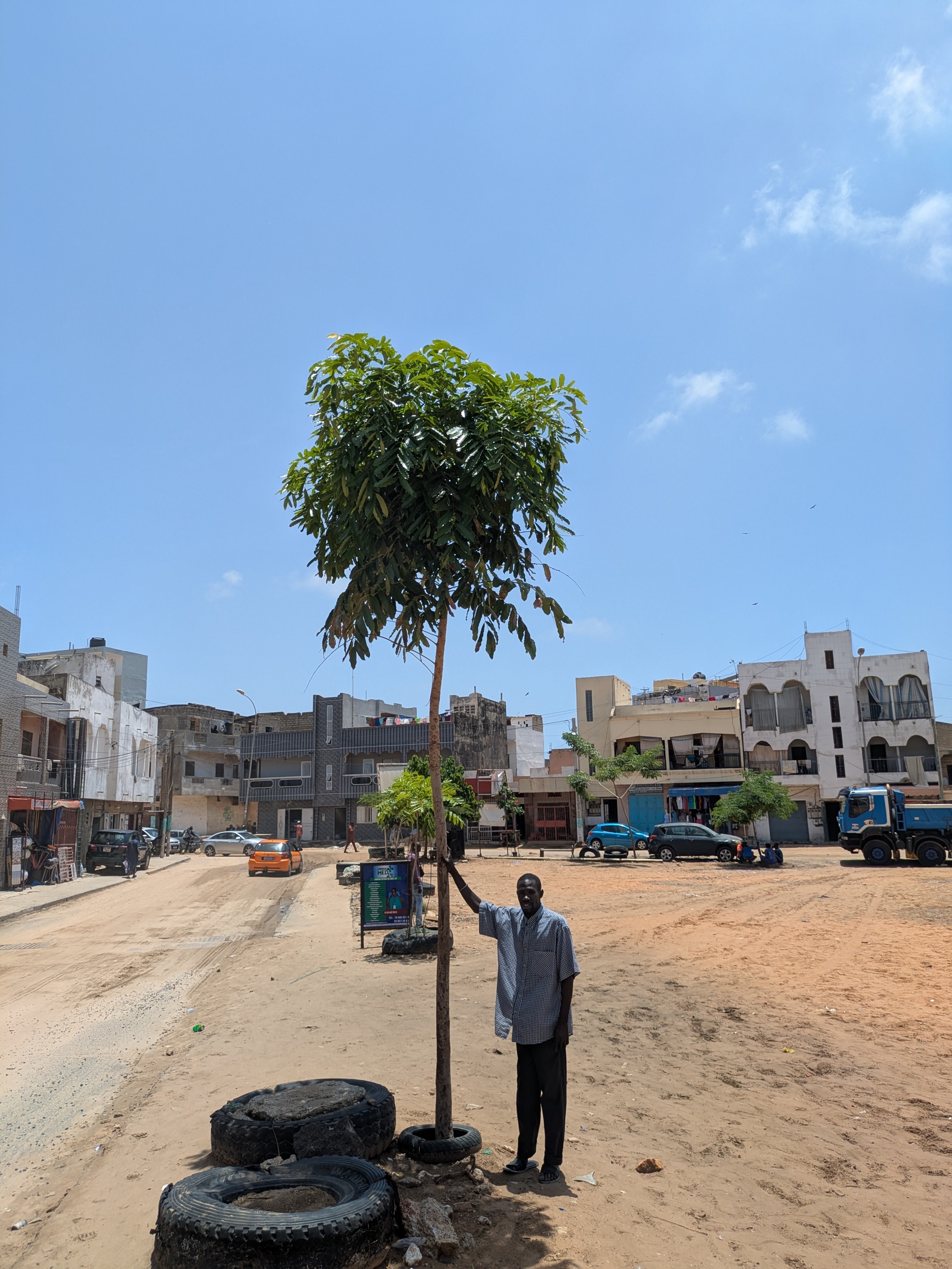 A street tree in Mogadishu